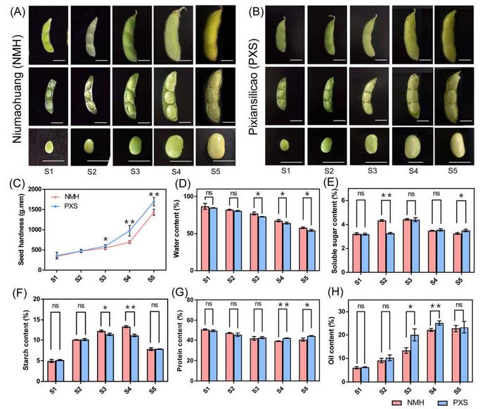 Seed hardness and component contents of NMH and PXS at different stages.