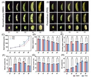 Seed hardness and component contents of NMH and PXS at different stages.