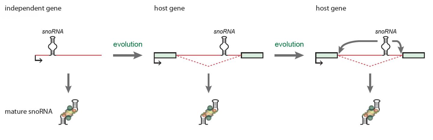 Evolution of SnoRNA Genes and Function