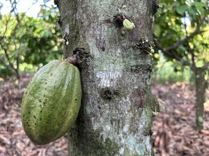 An unripe cocoa pod