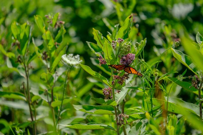 Insecticides, more than herbicides, land use, and climate, are associated with declines in butterfly species richness and abundance in the American Midwest