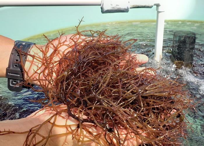 Nutritional rewards and risks revealed for edible seaweed around Hawaii