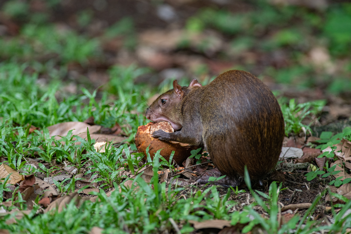 Agouti in the forest