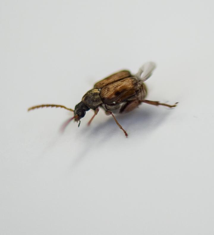 <i>Callosobruchus maculatus</i>, the Bean Beetle