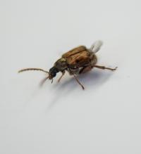<i>Callosobruchus maculatus</i>, the Bean Beetle