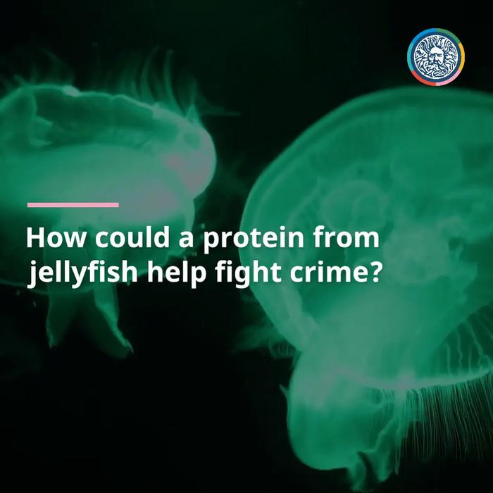 Forensics spray uses jellyfish protein to detect fingerprints in ten seconds