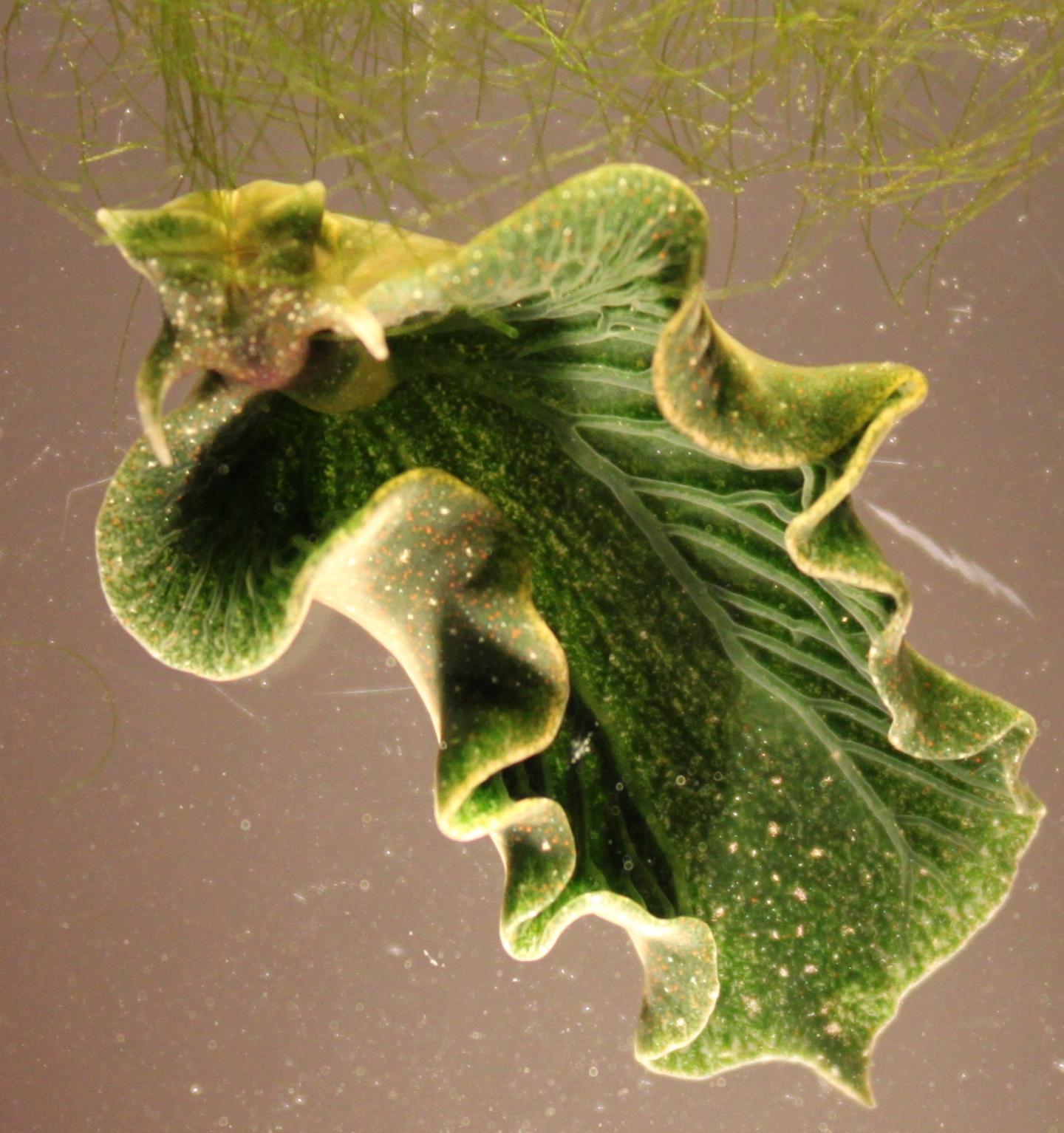 Solar Powered Sea Slug