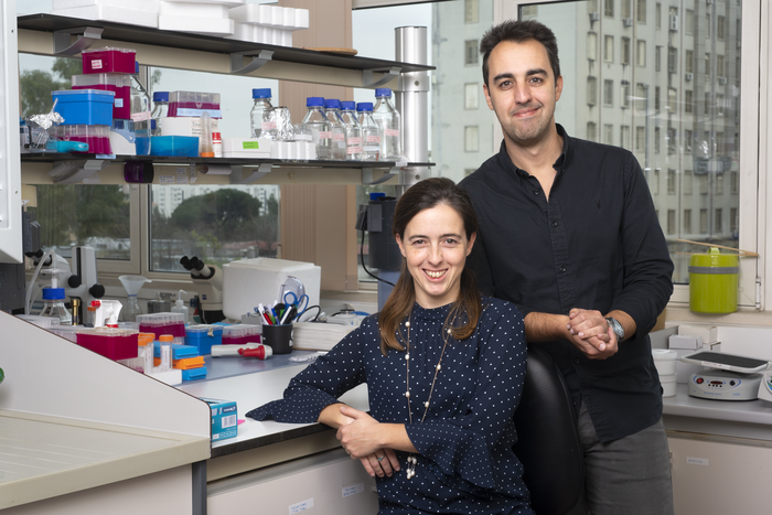 Researchers at iMM modulate the immune system to improve muscle regenerative capacity in aging