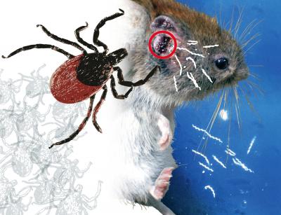 Wild Mice Have Natural Protection against Lyme borreliosis