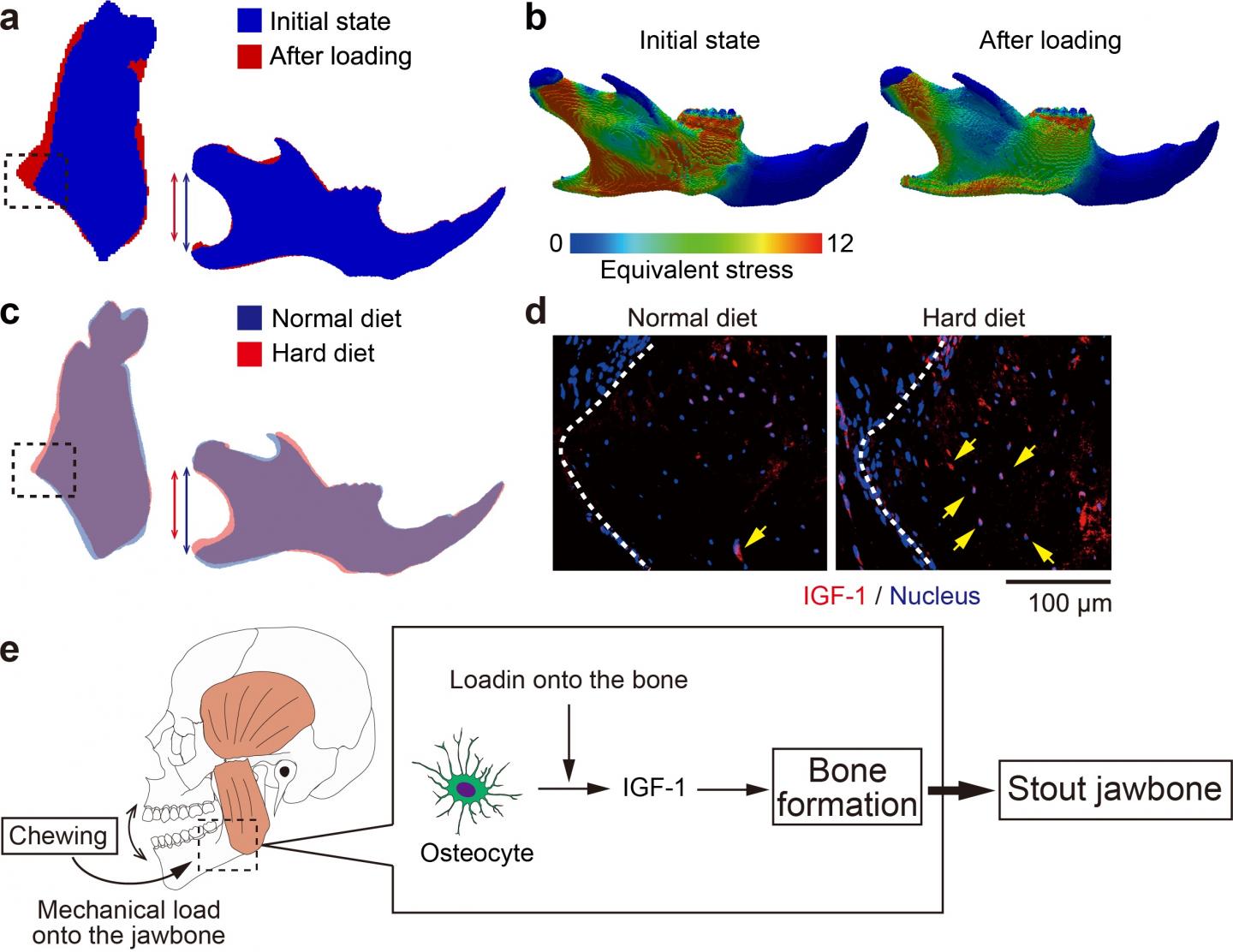 Image1: Strong Chewing Modulates Igf-1 Expression in Osteocytes for the Jawbone Reconstruction