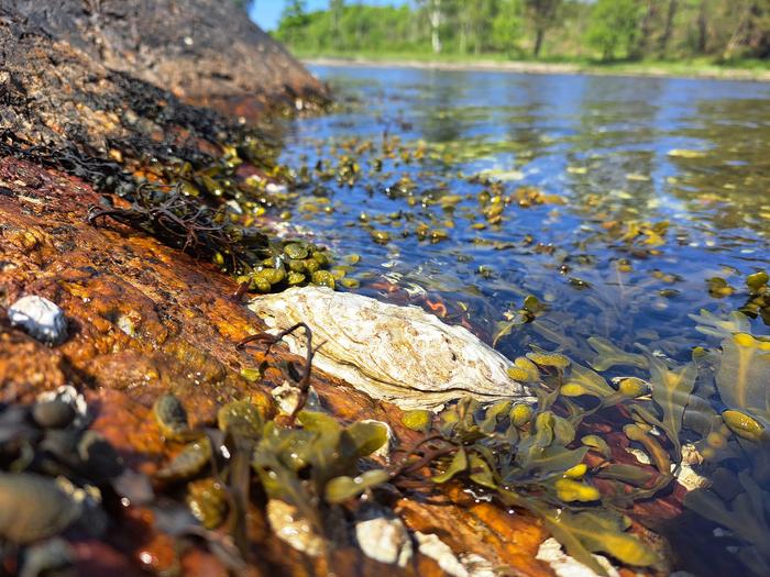 Asian oyster at the Swedish we [IMAGE] EurekAlert! Science News Releases