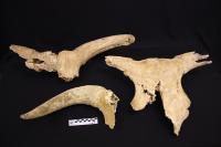 Fossils of the three aurochs found in Galicia