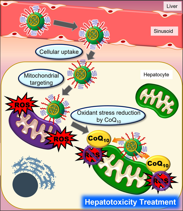 Mode of action of CoQ10-MITO-Porter