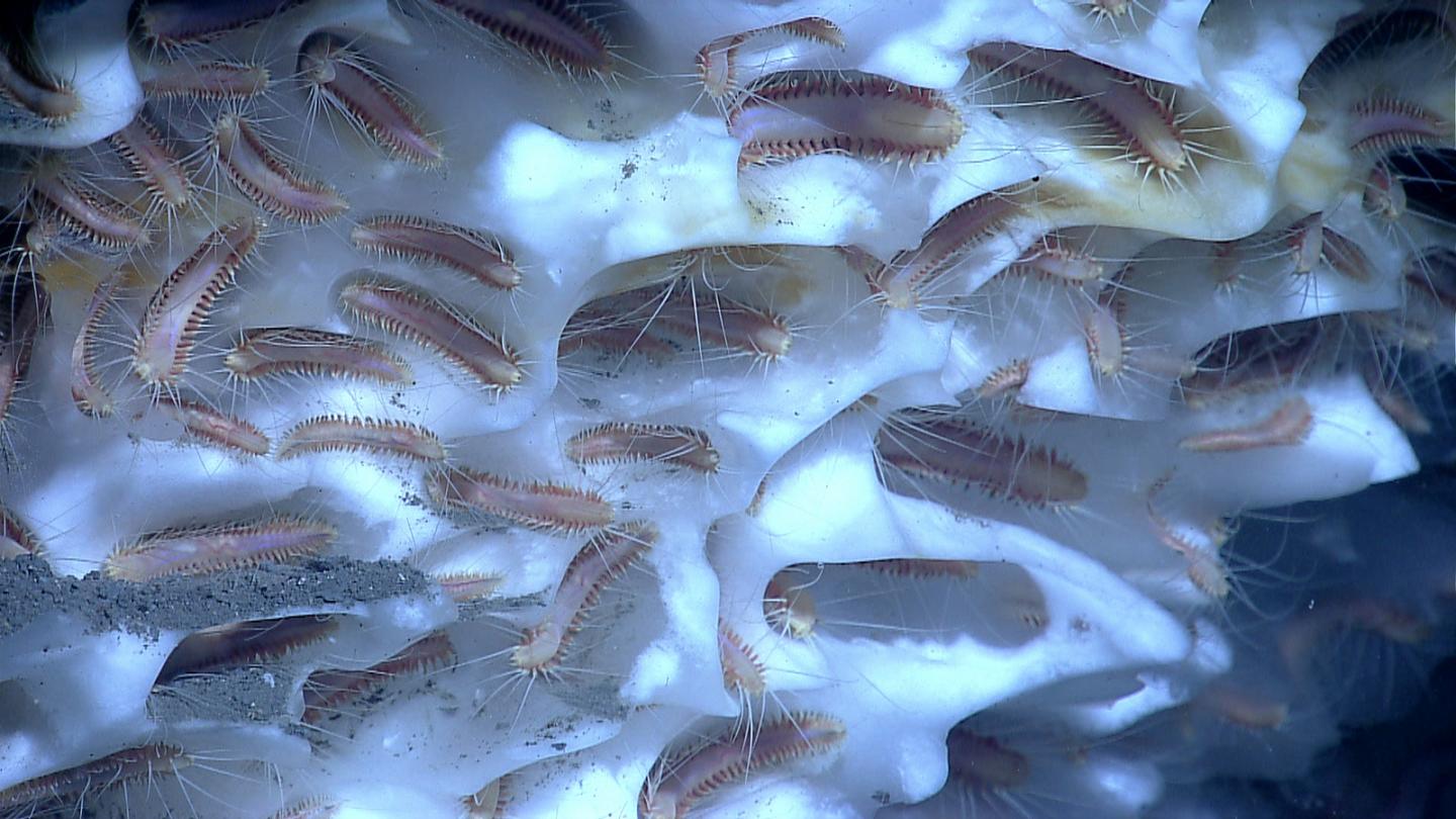 Deep-Sea Worms