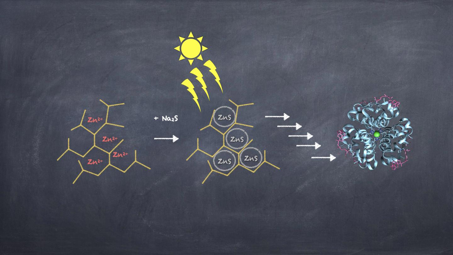 Evolutionary steps leading from ZnS/ hyperbranched polymers towards modern enzymes.