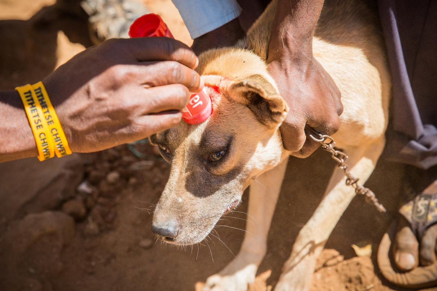 Dog is marked following vaccination at static point vaccination clinic in Blantyre, Malawi