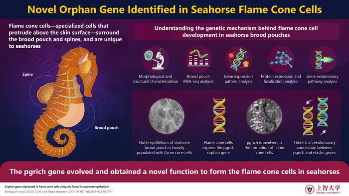 Unique gene maintaining the flame cone cells of seahorse brood pouch identified