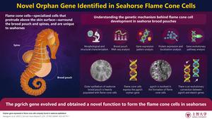 Unique gene maintaining the flame cone cells of seahorse brood pouch identified