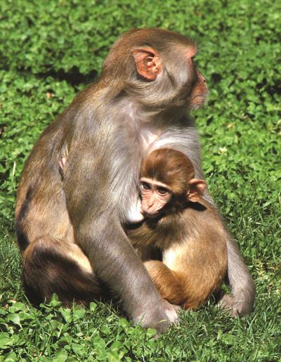A Mother Rhesus Macaque and Infant at the California National Primate Research Center
