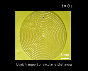 Liquid transport on a circular Araucaria leaf-inspired surface