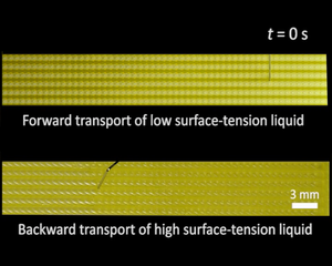 Liquid transport on the Araucaria leaf-inspired surface.