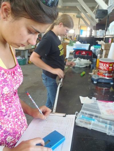 Measuring a Lake Erie Water Snake