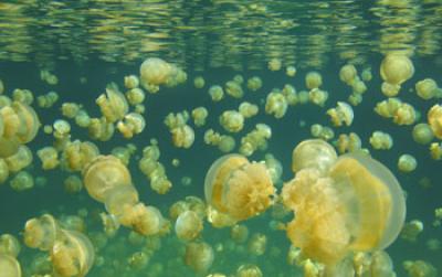 Image of Endemic Jellyfish in Jellyfish Lake in Palau