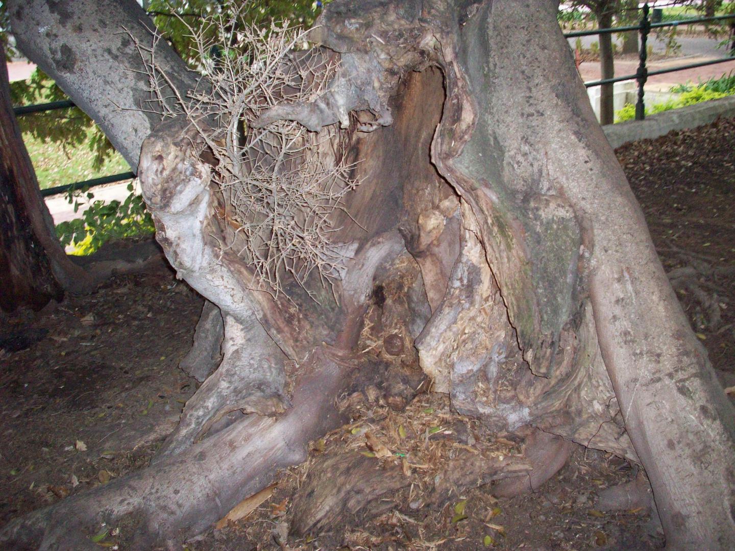 Cryptococcal Fungi Collected from Old Trees in South Africa