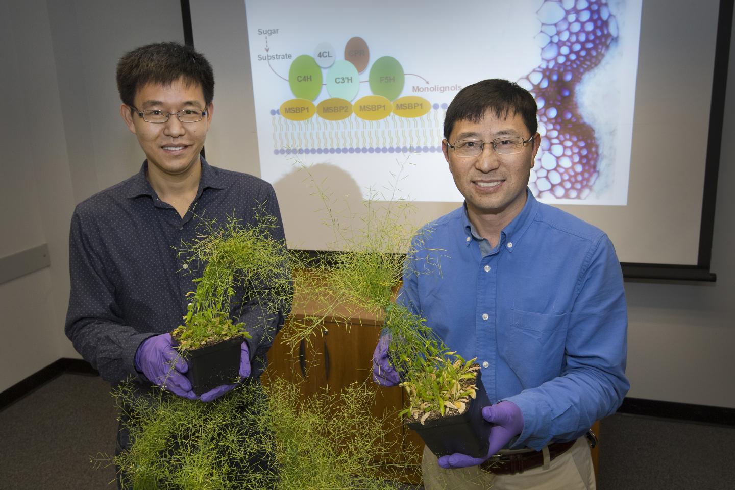 Mingyue Gou and CJ Liu with <i>Arabidopsis</i> plants