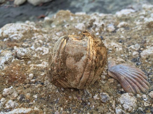 Fossil Whale Barnacle
