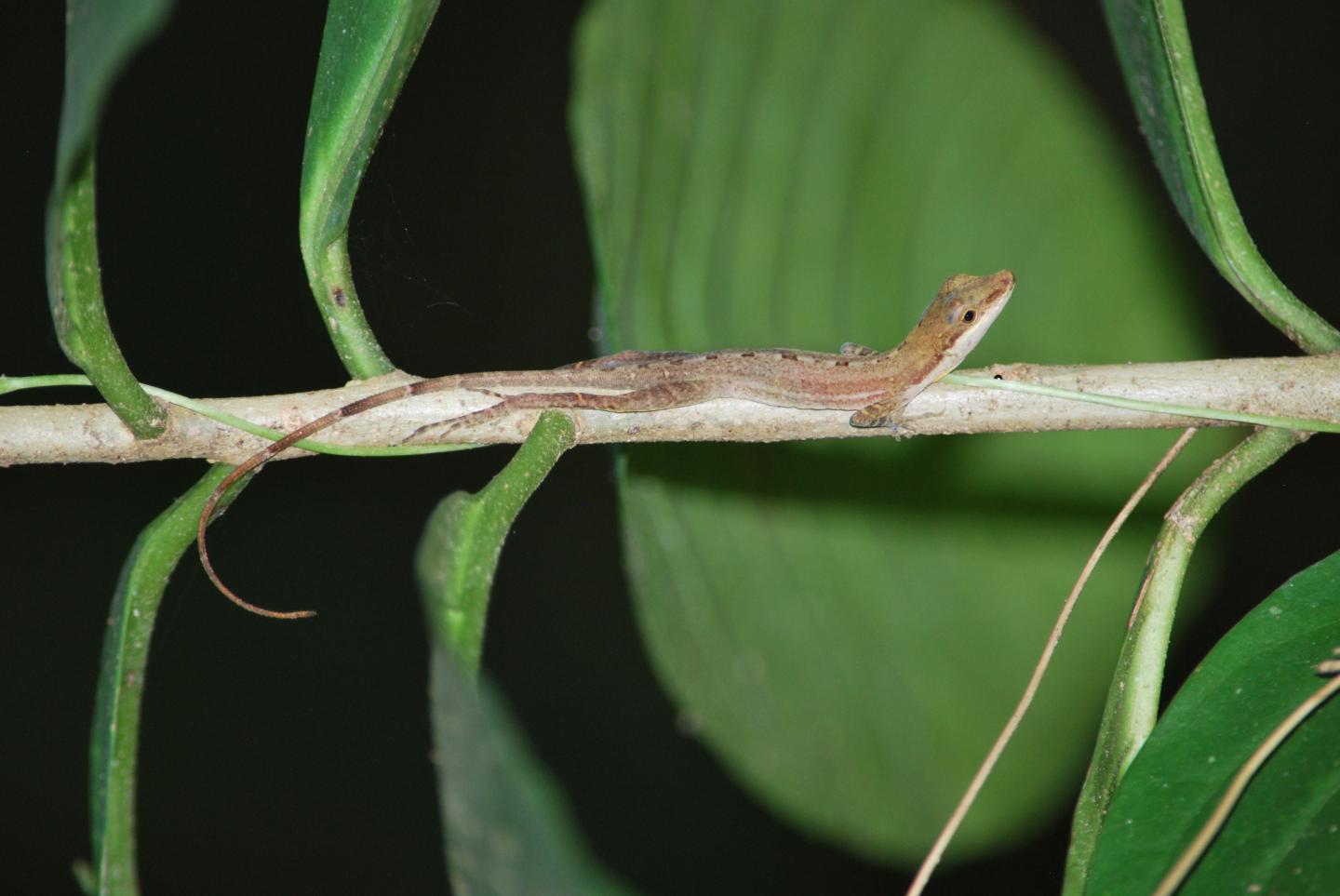 <i>Anolis apletophallus</i>