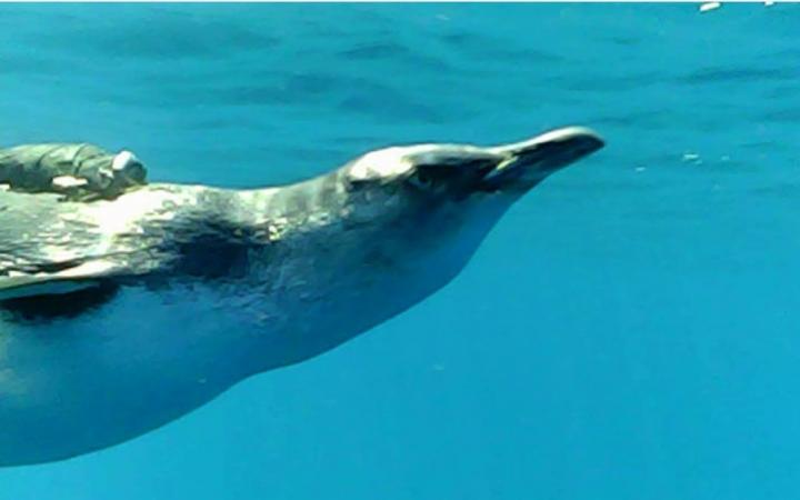 Penguin Cam Captures Hunt For Prey