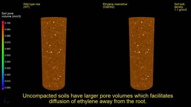 Root compaction