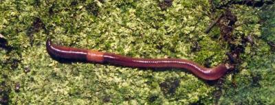 Lumbricus Rubellus