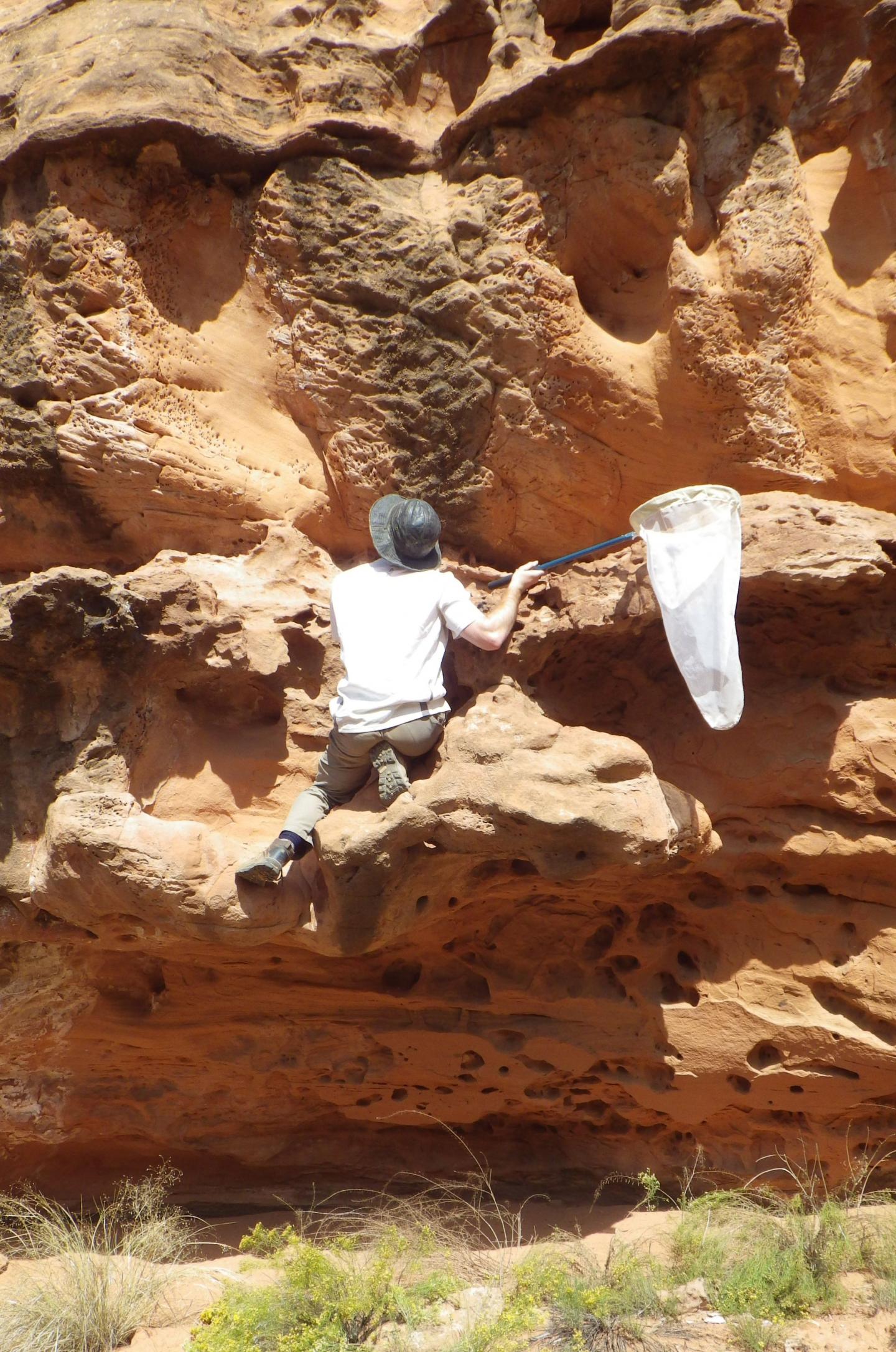 Utah State University Entomologist Michael Orr Scales Sandstone to Capture Sandstone-excavating Bees