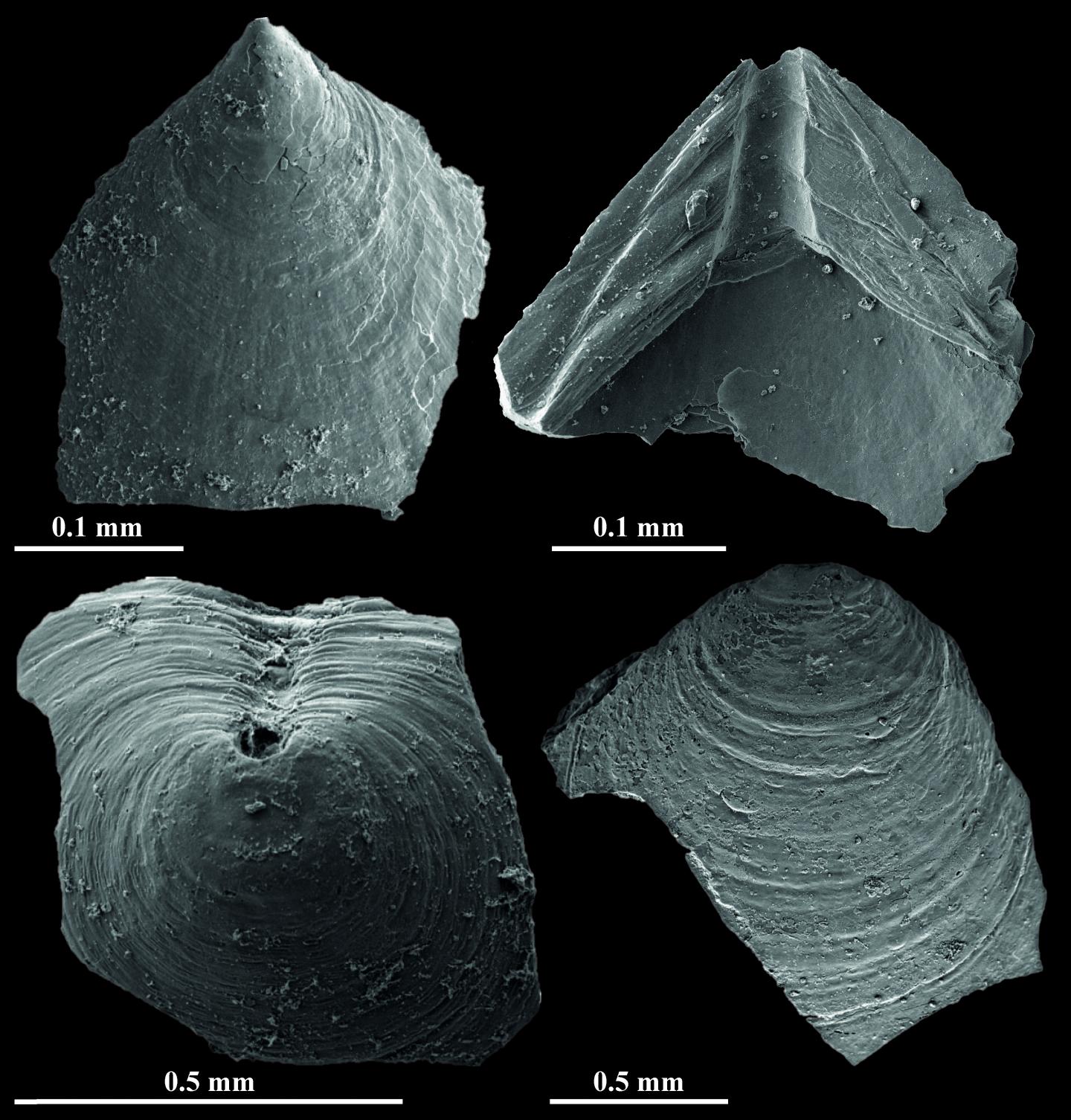 Brachiopod Fossils (2 of 2)