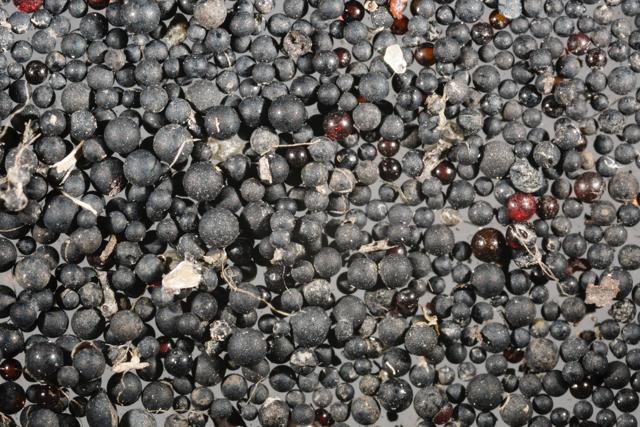 Microplastic Pollution, St. Lawrence River