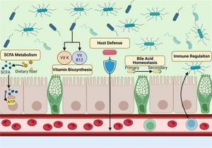 Functions of the gut microbiome.