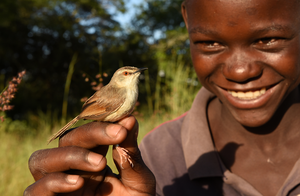 A tawny-flanked prinia with field assistant Tom Hamusikili in Zambia