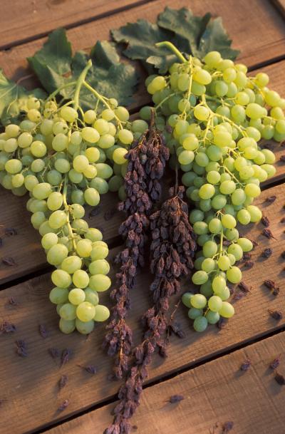 One Source of Plant Agents: Grapes