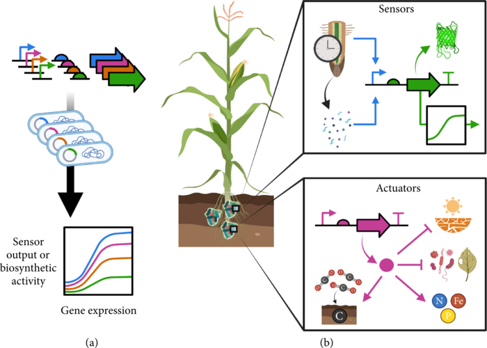 Rhizobacterial genetic circuits for the development of next-generation plants with desirable traits