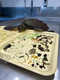 The stomach contents of a Green sea turtle