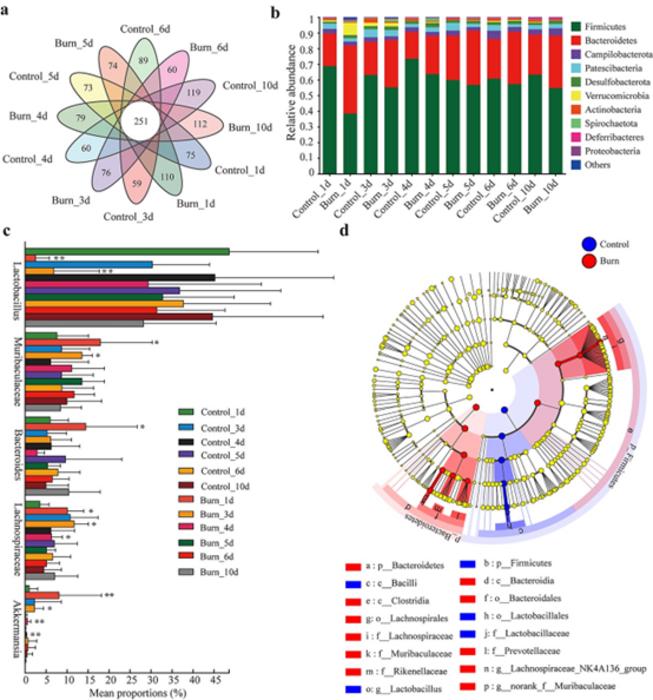 Severe burn altered the composition of gut microbiota.