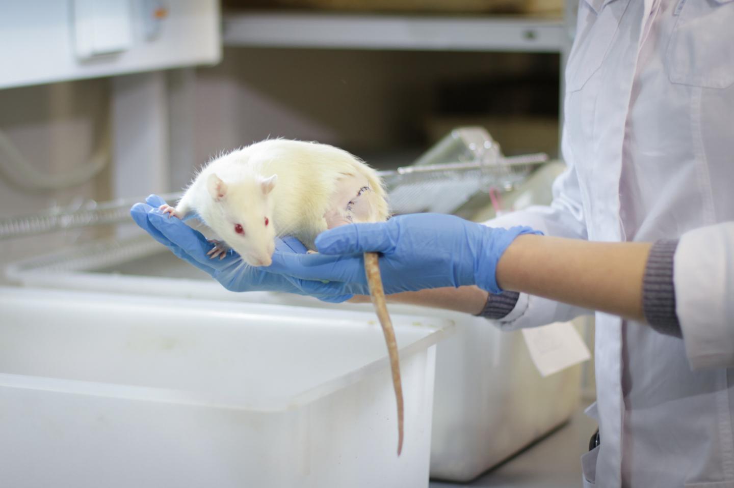 A Rat SCI Model Was Used to Examine the Efficacy of the Two Methods