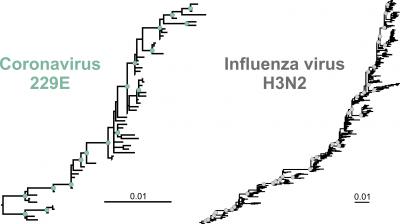 Phylogenetic Trees of Coronavirus 229E and influenza virus H3N2