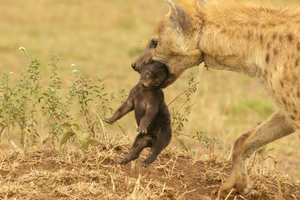 Spotted hyena with snare injuries and cub