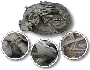 Rare fossil 1a (with insets)