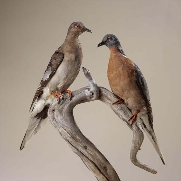 Passenger Pigeon Case Study: How Even Large, Stable Populations May Be...