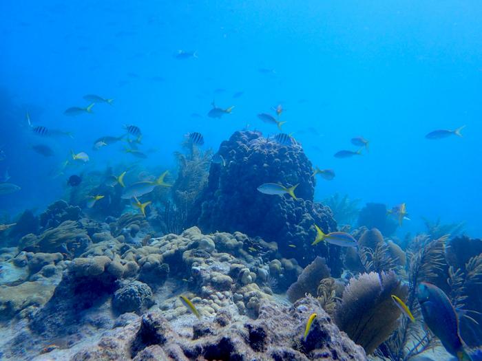 Examining corals microbiom