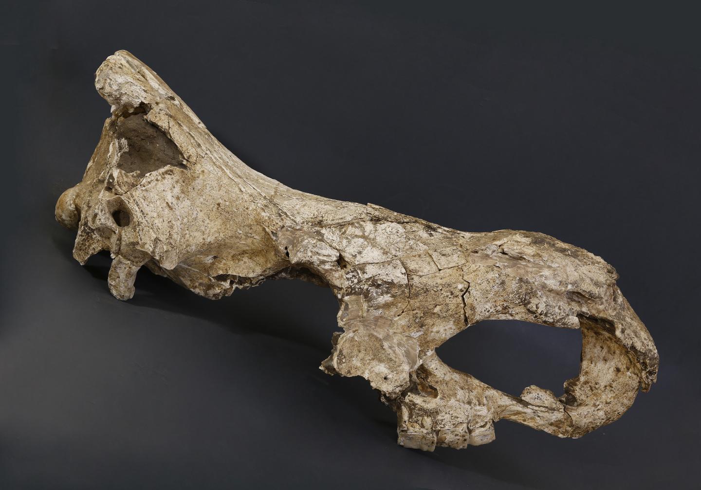 <i>Stephanorhinus</i> Skull